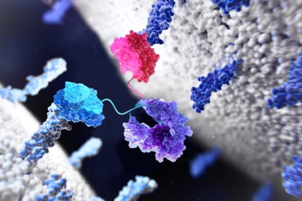 Computer image of Antibody reacting with proteins