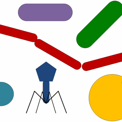 Interface Laboratories