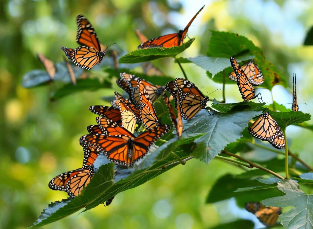 A bunch of butterflies resting on green leaves in shade.