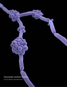 Anti-fungal Testing against Candida