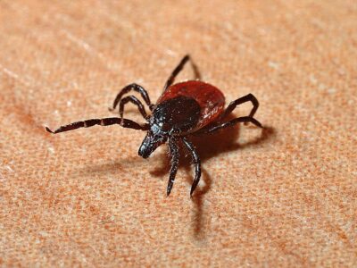 Close-up of a black-legged tick (deer tick) on human skin, known for transmitting Lyme disease through bacterial infection.